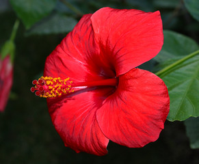 A red hibiscus