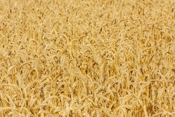 Golden wheat field texture, Rich harvest, Background of ripening ears of wheat, Ripe cereal crop