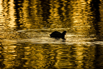 Blässhuhn im Abendlicht
