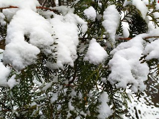 Tree branches under snow, winter in the city