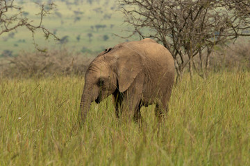 Fototapeta premium baby elephant on the savanah