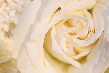 A close up of cream white rose