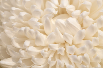 Fototapeta na wymiar A close up of white flower with more petal