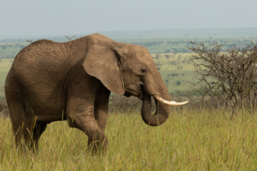 an elephant on the savannah