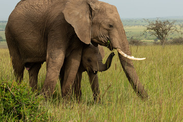 Fototapeta na wymiar mother elephant and baby