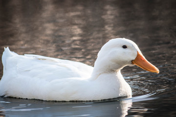 white duck swims in a pond, close-up