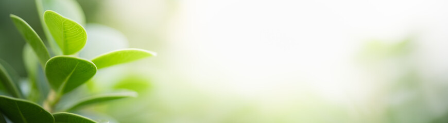 Nature of green leaf in garden at summer. Natural green leaves plants using as spring background cover page greenery environment ecology wallpaper