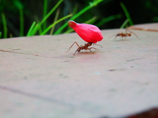 Fourmis amoureuse