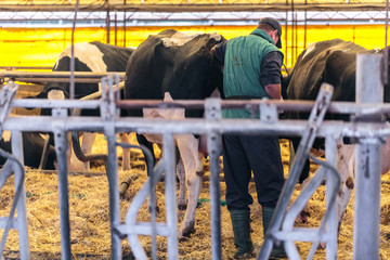 Livestock veterinarian at help of a compact device performs rectal ultrasound diagnostics in a...