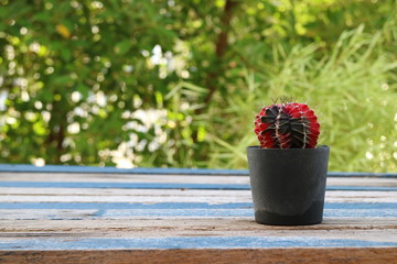 little cactus in plastic pot on wooden table with green tree background