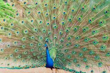 Obraz premium Peacock flaunting its tail, beautiful as a picture