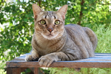 close up of cute young cat on wooden table and green tree background