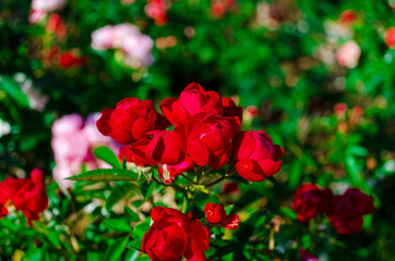 The rose garden is full of red and pink roses blooming, to welcome Valentine's Day.