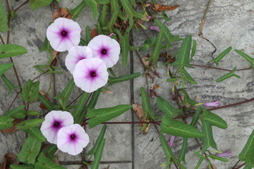 purple flower of morning glory on the floor