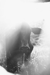 Obraz premium cows on a pasture