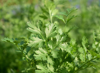 parsley on a white background