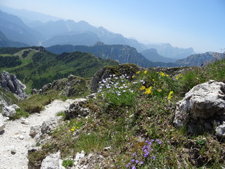 mountain landscape with flowers