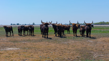 Aurochs stand in the field in the Hortobagy National Park in Hungary