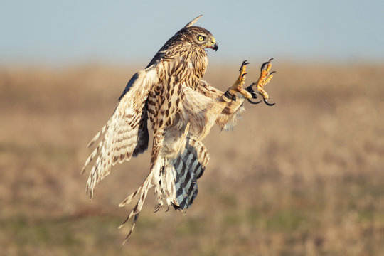 Birds of prey young Northern hawk in flight, Accipiter gentilis