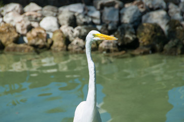 White big egret stand on the rocks near the river.