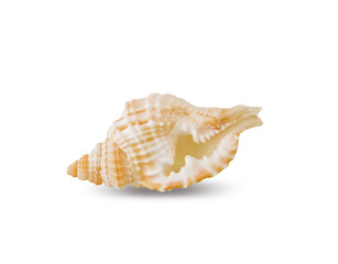 Obraz premium Shell isolated on white background with clipping path