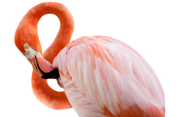 Isolated pink flamingo on white background. Shape of number eight/8. 8 of march - obrazy, fototapety, plakaty