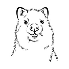 illustration of australian kwokka