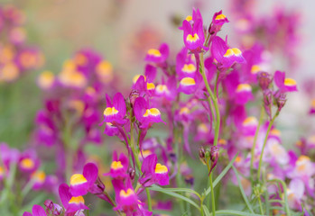 Obraz na płótnie Canvas Close-up of pink linaria flowers with blurred background