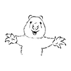 illustration of australian kwokka