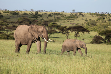 Naklejka na ściany i meble family of elephants on the savannah