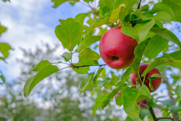 harvest of red apples on a branch of apple tree with green leaves