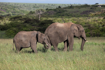 family of elephants on the savannah