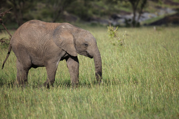 Naklejka na ściany i meble baby elephant on the savanah
