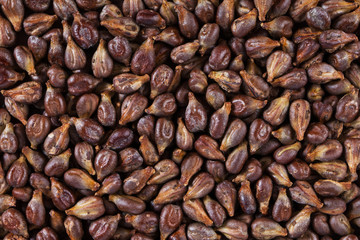 Dried grape seeds. Close-up natural surface as textured background. Top view.