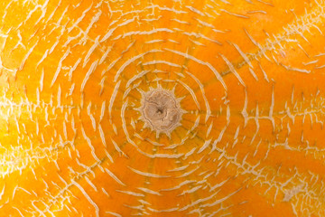 Melon ripe peel close-up. Food textured background. Yellow pattern