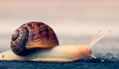 Snail Moving on wooden surface 