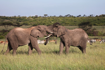 two elephants playing on the savanah