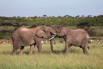 Fototapeta na wymiar two elephants playing on the savanah