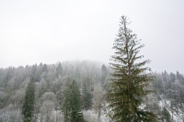 winter forest and beautiful landscape in the mountains