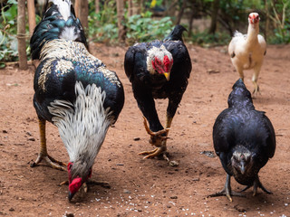 Chicken looking raw rice on ground to eat in rural nature. Strive to live concept.
