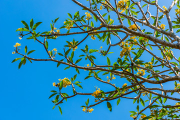Blühende Frangipani auf Bali, Indonesien