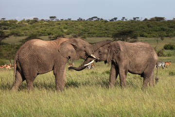 two elephants playing on the savanah