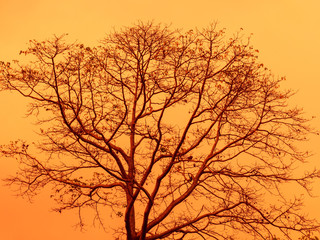 Abstract background of tree branch with orange sky.