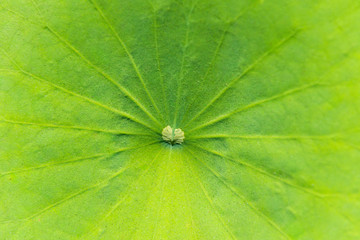 Lotusblatt als Textur im Durchlicht, Bali