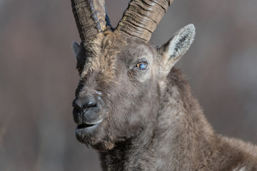 Wonderful portrait of Ibex mountain (Capra ibex)