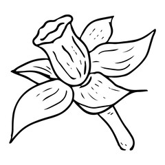 Daffodil flower icon. Vector illustration of spring daffodil. Hand drawn daffodil spring flower.