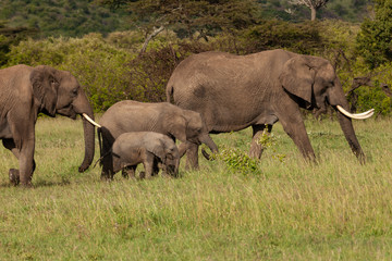 Naklejka na ściany i meble family of elephants on the savannah