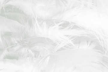 Beautiful white feather wool pattern texture background