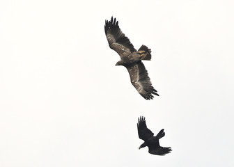 Steppe eagle (Aquila nipalensis) and Raven (Corvus corax), Crete
