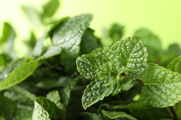 Fresh green mint with water drops, close up